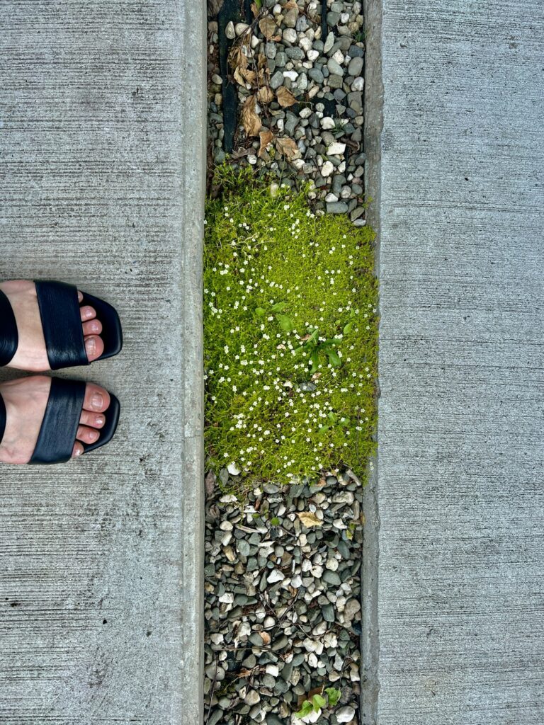 Close up of female feet in black sandals standing on concrete walkway with green moss